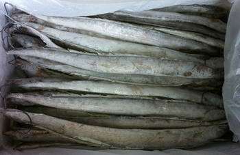 帶魚(yú)價(jià)格_供應(yīng)連云港 帶魚(yú)_廣東廣州市帶魚(yú)生產(chǎn)供應(yīng)商_冷凍粗加工水產(chǎn)品盡在搜了網(wǎng)